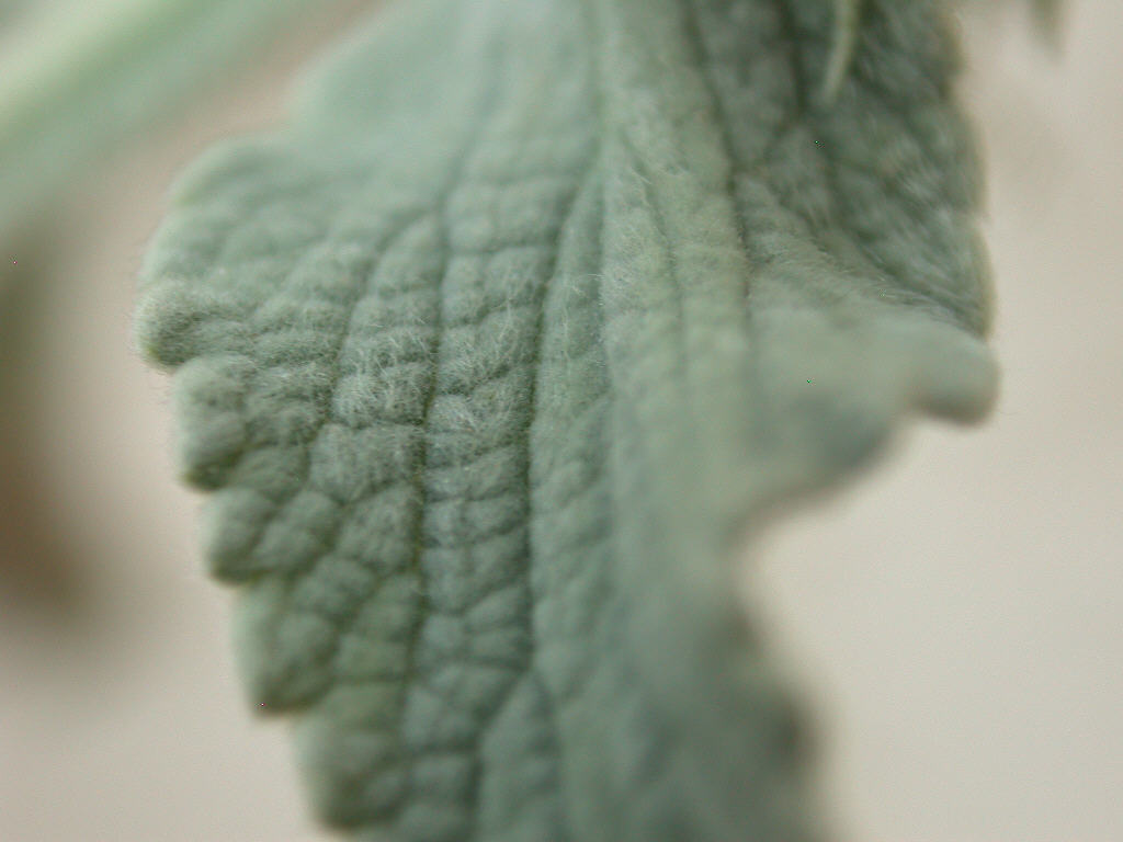 Marrubium incanum